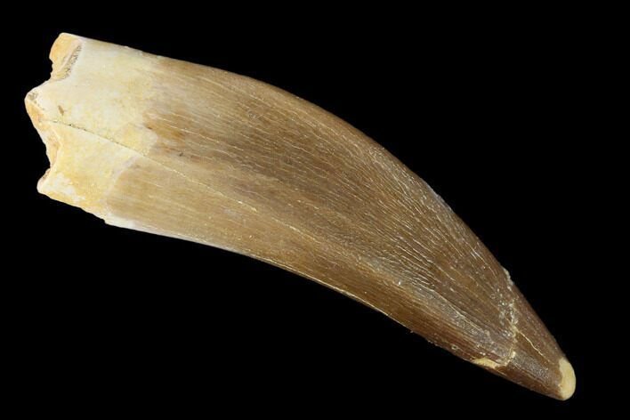 Fossil Plesiosaur (Zarafasaura) Tooth - Morocco #160581